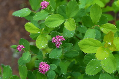 Spiraea splendens splendens
