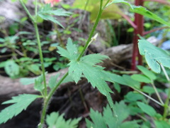 Ranunculus pensylvanicus