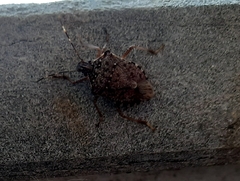 Halyomorpha halys