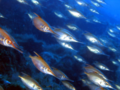 Macroramphosus scolopax