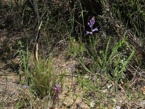 Image of Lachenalia glaucina by (c) Jeremy Gilmore, some rights reserved (CC BY)