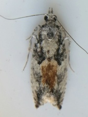 Epinotia nisella