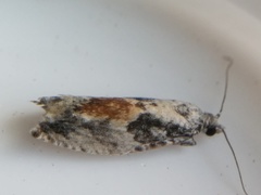 Epinotia nisella