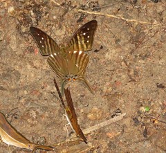 Marpesia egina