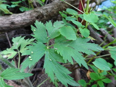Ranunculus pensylvanicus