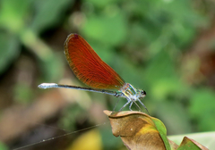 Mnais andersoni