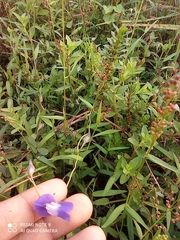 Utricularia reticulata