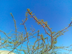 Vachellia tortilis raddiana