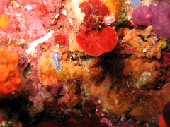 Prostheceraeus moseleyi