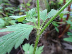 Ranunculus pensylvanicus
