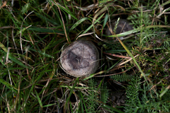 Lactarius circellatus