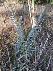 Lithospermum bejariense