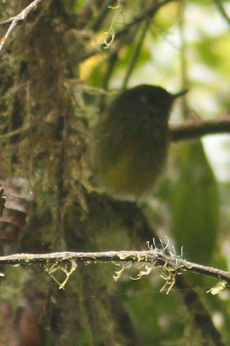 Mionectes striaticollis
