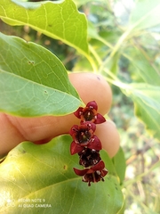 Santalum