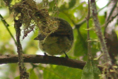 Mionectes striaticollis