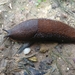 Portuguese Slug - Photo (c) margarida_cardoso, some rights reserved (CC BY-NC)