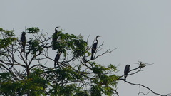 Anhinga melanogaster