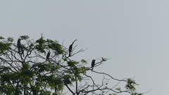 Anhinga melanogaster