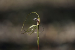 Caladenia varians
