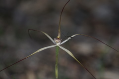 Caladenia varians