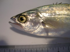 Oligoplites saurus