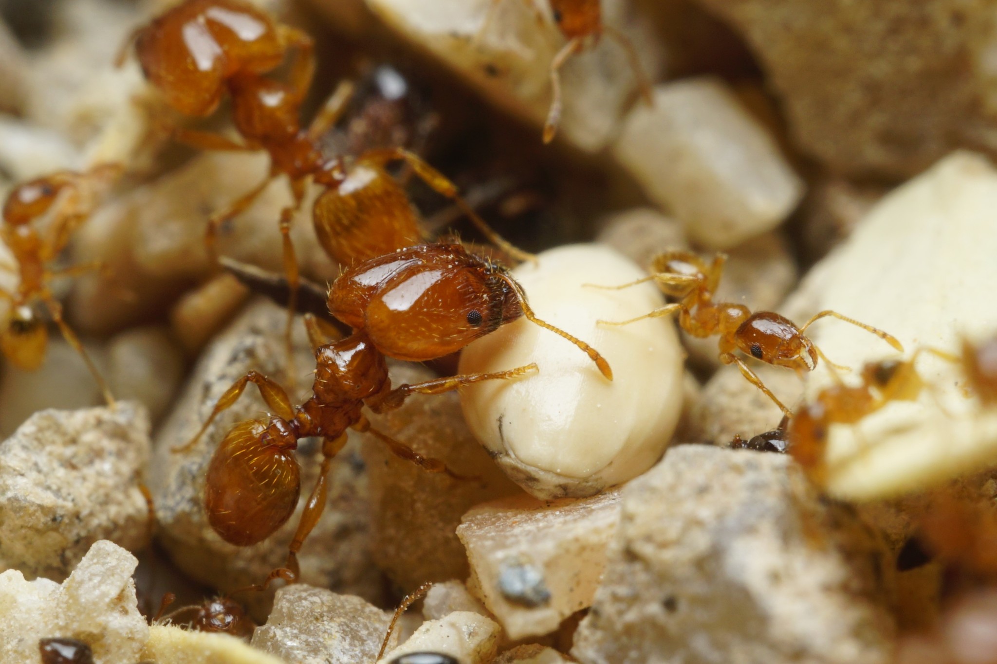 Pheidole cerebrosior