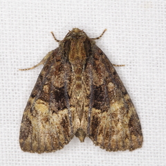 Phosphila turbulenta