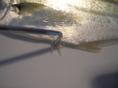 Oligoplites saurus