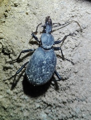 Cychrus italicus