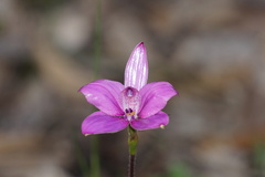 Elythranthera emarginata