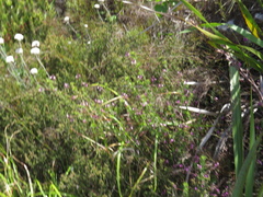 Indigofera filiformis