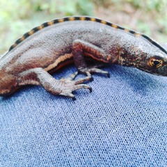 Ommatotriton ophryticus