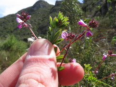 Indigofera filiformis