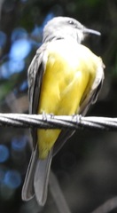 Tyrannus melancholicus