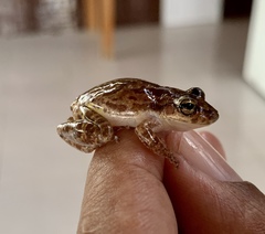 Scinax x-signatus