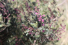 Lessertia brachystachya