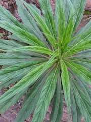 Echium pininana