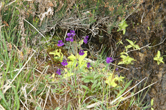 Pinguicula grandiflora