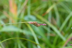 Carex luzulina