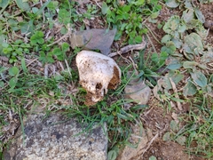 Chlorophyllum agaricoides