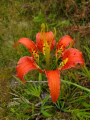 Lilium catesbaei image