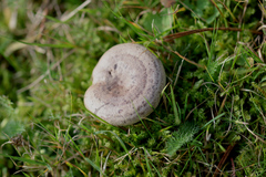 Lactarius circellatus