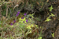 Pinguicula grandiflora