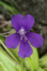 Pinguicula grandiflora