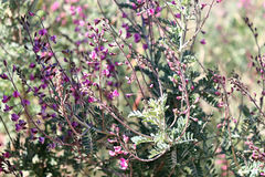 Lessertia brachystachya