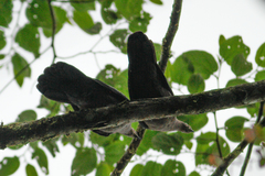 Patagioenas plumbea