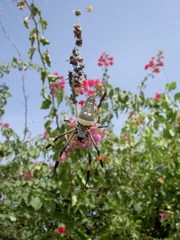 Trichonephila senegalensis