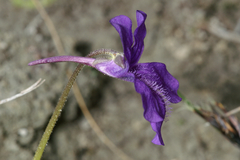 Pinguicula grandiflora