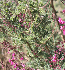 Lessertia brachystachya