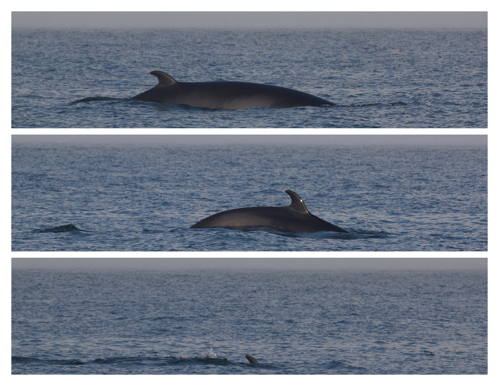 North Atlantic minke whale